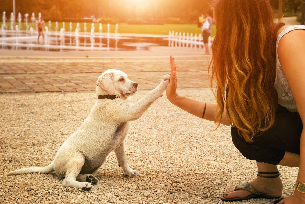 Tierkommunikation: Foto: © manushot / shutterstock / #479821534